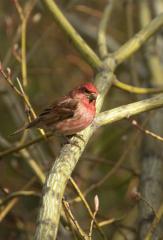 Johnna_060515_0176_1a.jpg 